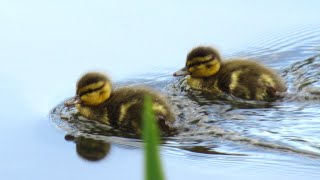 Baby Ducks are Left Without a Mother and are Terrified [upl. by Ahsaz]