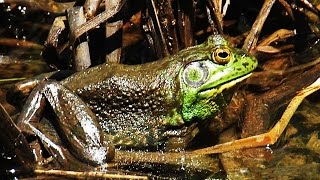 Bullfrog  American Bullfrog  Mating Call [upl. by Lubeck]