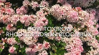 How to Grow Rhododendron ‘Bloombux’ Growing Rhododendrons [upl. by Anitrak]