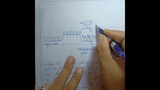 Crystal field splitting in tetragonal and square planar complexes Tetragonal distortion [upl. by Giuliana]