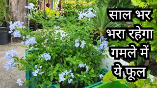 All Time Flower Chitrak Plumbago White leadwort  Evergreen Flower  Get flower all year [upl. by Assej]