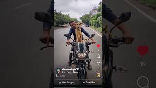 bike rider dog lover rap hiphop artist nazz rapsong heavydriver new bangalore india [upl. by Brewer621]