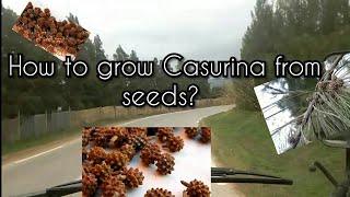 how to grow casurina from seeds [upl. by Figge]