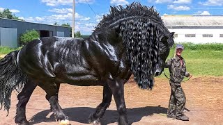 Top 10 Razas de Caballos Únicos en el Mundo [upl. by Laohcin668]