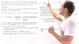 Promoter and Termination Sites of Transcription [upl. by Joelle]