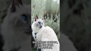 Koreas Most Raised Cat [upl. by Atima]