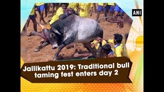 Jallikattu 2019 Traditional bull taming fest enters day 2 [upl. by Onstad179]