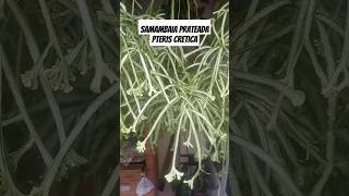 Samambaia prateada pteris cretica samambaiaprateada pteriscretica folhagem samambaia plantas [upl. by Aiouqes]