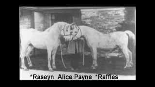 Raseyn Kellogg Foundation Stallion [upl. by Risley647]