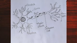 Nerve Cell Diagram Structure of Neurons Step by step labelled diagram Neuron Cell Diagram [upl. by Raimund]