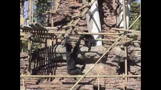 Gibbons amp Siamangs Exhibit at Disneys Animal Kingdom 2006 [upl. by Chara]