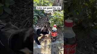 cat says coca cola is not good for health kitten pets shorts [upl. by Bethesda]