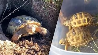 Repopulating This Endangered Tortoise Will Take a Lifetime [upl. by Amora]