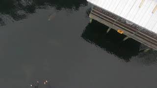 Manatee Swim in Homosassa Springs [upl. by Eenwat]