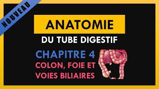 Anatomie Du Tube Digestif  Chapitre 4  Colon glande hépatique et voies biliaires [upl. by Woodall]