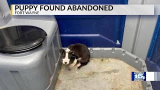 Fort Wayne city employee finds puppy abandoned in portable toilet [upl. by Aieki]