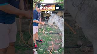 como ensillar un burro [upl. by Yalahs]