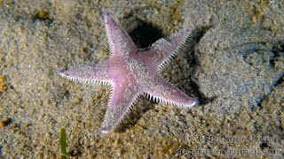 HDObservations  Spiny Sand Star 4K UHD [upl. by Artemisia]