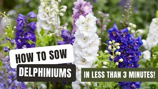 Sowing Dazzling Delphiniums From Seed [upl. by Arondell]