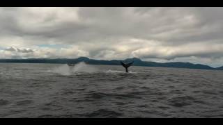 Nuqui Choco Selva Buceo Avistamiento de Ballenas naturaleza [upl. by Anehs]