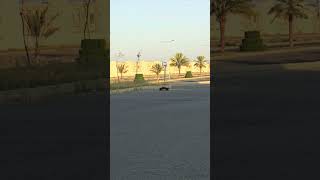 Epic Wheelies Watch This RC Car Pop Insane Wheelies automobile rcexcitement rcvehicle [upl. by Acinoreb]