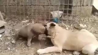 Qen sharri vs kangal [upl. by Gamali427]