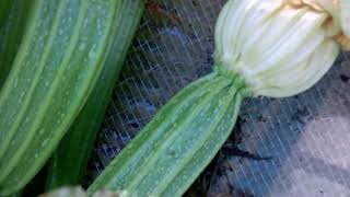 Growing Romanesco Courgette  Zucchini in Suffolk England [upl. by Reine]