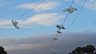 Crazy cockatoos on the powerlines cockatoofunny birdlifeaustralia [upl. by Rasure]