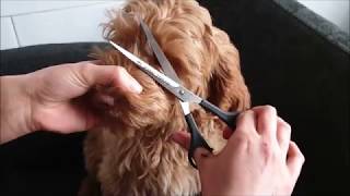 australian labradoodle puppy grooming [upl. by Radie]