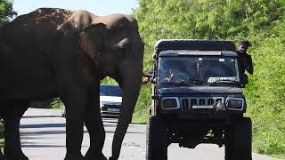 The wild elephant that people touch elephantlove loveelephants elephantworld animals wildlife 🐘 [upl. by Abbotsen875]