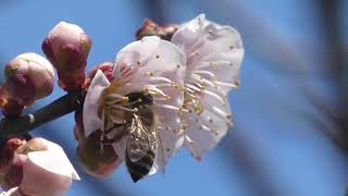 Japanese Honeybee Pollinates Japanese Apricot [upl. by Neeruam]