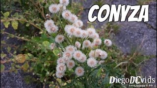 Conyza bonariensis  Horseweed  Butterweed  Flaxleaf fleabane [upl. by Hoem263]