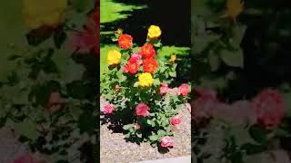 Beautiful 3 Colored Roses flowers roses yellow red pink windy garden gardening [upl. by Llednew]