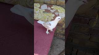 Kabotar Bazi Video youtube pigeon kabutar shorts yt [upl. by Kalam]