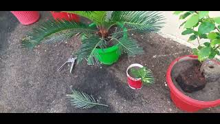 CYCAS PALM 🌴 KA Care tips and fertilizer SAGO PALMmy garden viralvideo [upl. by Naxela]