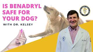 Is Benadryl Safe For Your Dog [upl. by Aniretac]