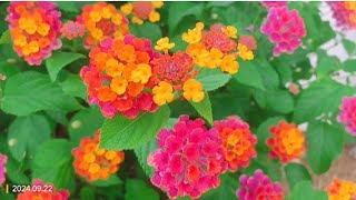 Lantana， 马缨丹 [upl. by Shien]