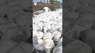 Vannamei Stocking  Vannamei Shrimps  Vannamei Shrimp Farming Videos  Shrimps  Aqua factory [upl. by Gluck]