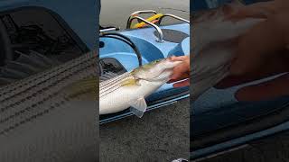 Epic Day of Striped Bass Fishing with Live Bait fishing [upl. by Arotahs]