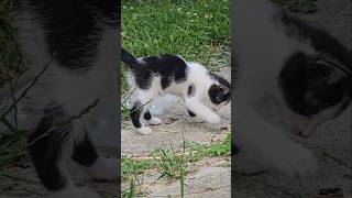 CAT TEST cat TEST cats catvideos catshorts animals animal like [upl. by Seabury745]