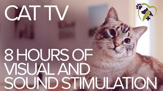 TV for Cats 8 Hours of Visual and Sound Stimulation [upl. by Ilke]