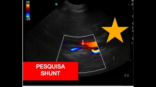 Ultrassonografia Veterinária Vascular SHUNT [upl. by Eisoj]