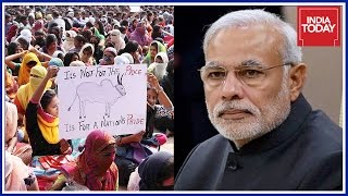 PETA Dares Modi Govt Over Jallikattu Ordinance [upl. by Stoffel686]