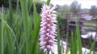 Adderwortel Persicaria bistorta  20160601 [upl. by Eelyr]