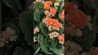 Kalanchoe plants flowering blossom short 🧡🌿 [upl. by Annaira89]