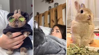 Os Coelhos mais FOFOS e ENGRAÇADOS do TikTok  Animais Fofos [upl. by Wanids]