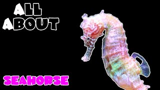 All About The Seahorse [upl. by Pomona]