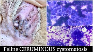 Feline CERUMINOUS cystomatosis cytology [upl. by Hguh17]