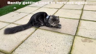 Bently Is Back At It With His Favorite Harnesscat mainecoon catlover cute [upl. by Aleacin]