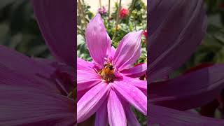 Honeybee collecting nectar from flower beauty honybee nectar [upl. by Lucita558]